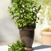 Outsidepride Spearmint - 10000 Seeds