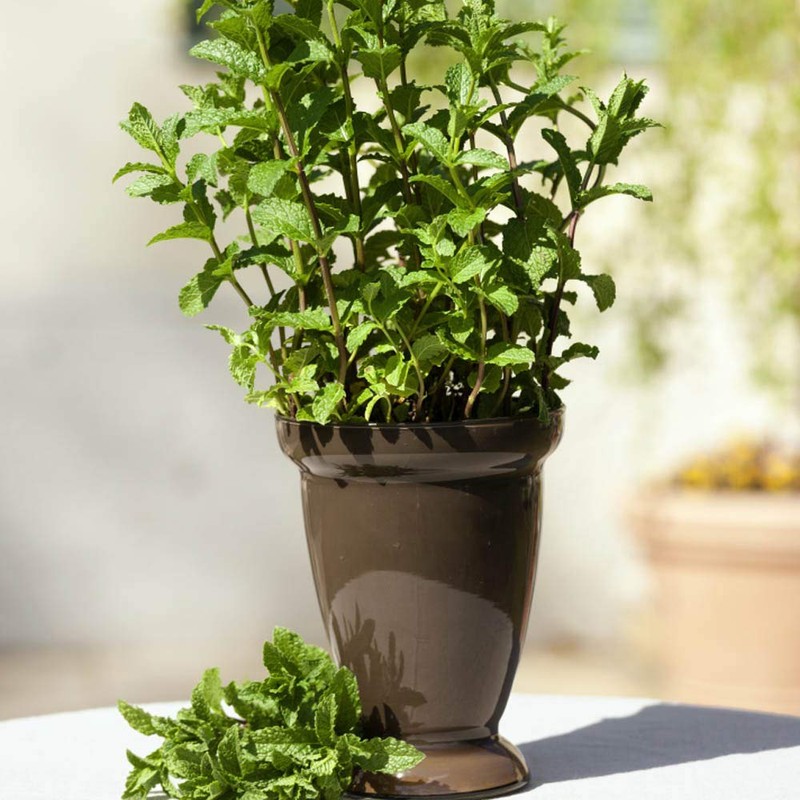 Outsidepride Spearmint - 10000 Seeds