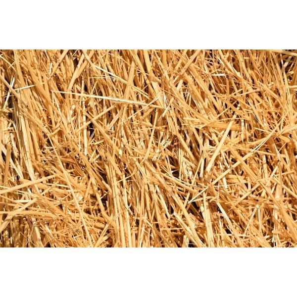 CZ Grain 1/2 Pound Natural Wheat Straw for Animal Bedding,