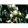 Fresh Lemon-Scented Gum (Eucalyptus citriodora), 50 seeds
