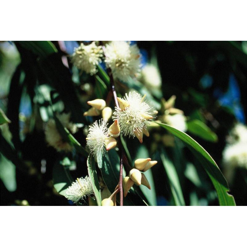 Fresh Lemon-Scented Gum (Eucalyptus citriodora), 50 seeds