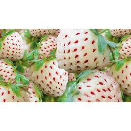 CZ GRAIN White Strawberry Seeds - 300+ Seeds - White Pineberry Seeds - Made in USA
