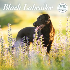 Labrador Black 2025 Deluxe Calendar