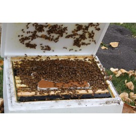 Global Patties 15% Pollen Patties for Bees | 4 Pack - 1 Pound Each (approximate Weight) | Protein Pollen Patty Food Supplement for Honey Bees (4)