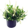Clethra aln. 'Hummingbird' (Summersweet) Shrub, white flowers, #3 - Size