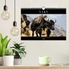 Yaks - on Stony Paths (Wall Calendar 2026 DIN A4