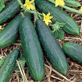 Spacemaster 80 Cucumber, Slicing (Cucumis sativus) Vegetable Seeds, Early Maturity, High Yield in Small Space, Low-Calorie Snack, Seeds by MySeeds.Co, You Choose The Amount (0.5 oz)