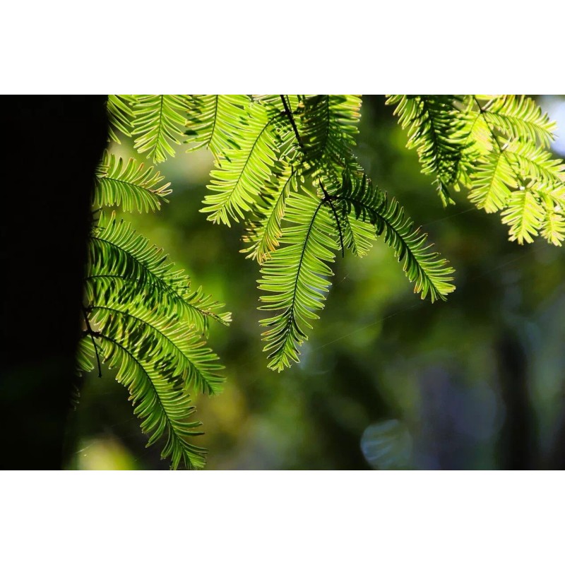 Tree 3 Small Dawn Redwood Live Tree Seedling Garden 3