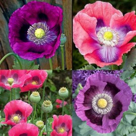 6000+ California Poppy Seed for Planting - Annual California Poppy Heirloom Flower Seeds - Home Garden Non GMO Seeds