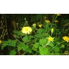 Seeds Bee Blooming Mexican Sunflower Mix - 20 Seeds BOLD