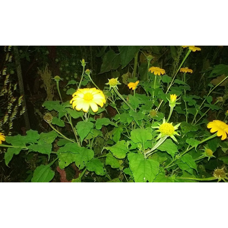 Seeds Bee Blooming Mexican Sunflower Mix - 20 Seeds BOLD