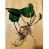 Live Plant Big Roots, Big Leaf(Epipremnu