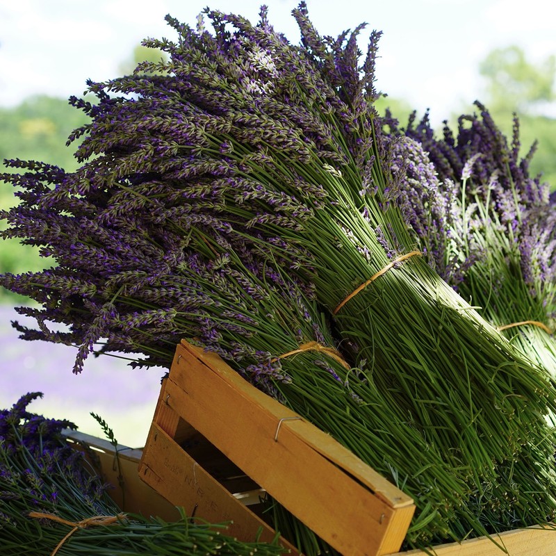 Essential Oil