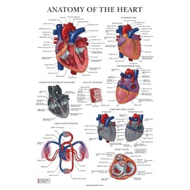Palace Learning Heart Anatomy Poster - LAMINATED - Anatomical Chart of the Human Heart - 18" x 24"