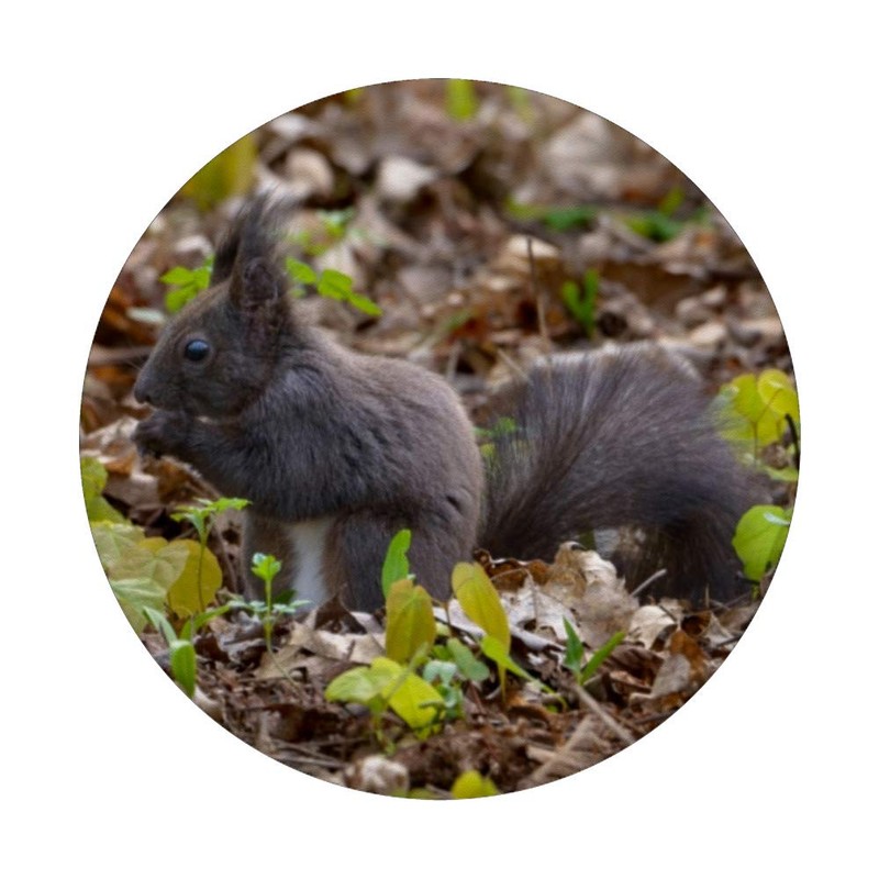Squirrel Searching For Nuts On The Ground