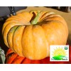 Sunshine Seeds Shadow Moon Pumpkin Seeds (10) / ORGANIC / FLORIDA GROWN / EXTREMELY RARE