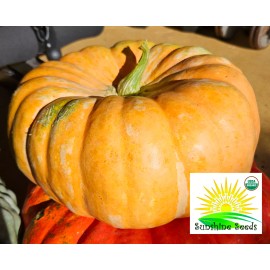 Sunshine Seeds Shadow Moon Pumpkin Seeds (10) / ORGANIC / FLORIDA GROWN / EXTREMELY RARE