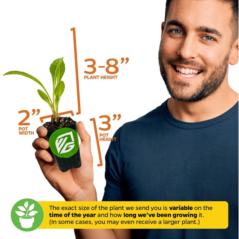 Longevity Spinach Live Plant - Gynura procumbens - Wellspring Gardens