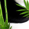 Bear Fruits Bamboo Strength + Length Hair Mask with Panda