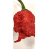 Fresh Carolina Reaper seeds | World Record Holder | SUPER-HOT
