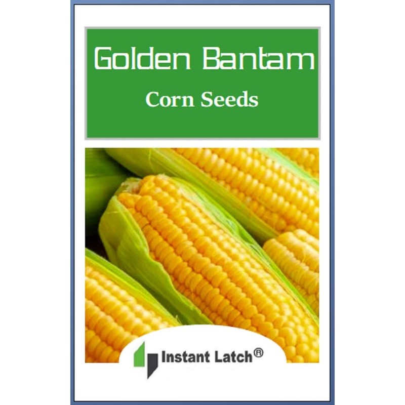 25 Golden Bantam Corn Seeds for Planting Non GMO Heirloom
