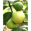Tree Mexican White Guava 3ft air layered Tree.