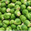 Axel's Garden Seeds Catskill Brussel Sprout Seeds for Planting -