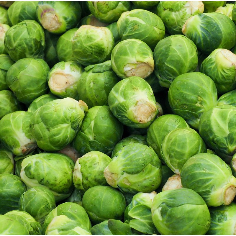 Axel's Garden Seeds Catskill Brussel Sprout Seeds for Planting -