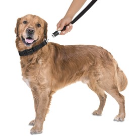 GoLeyGo Dog Lead with Collar, Black, Size L, Pack of 1