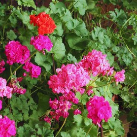 2 Pink Geraniums Live Plants, Live Geranium Plant, 5 Inc to 8 Inc Tall, Geranium Live Plants, Geranium Plant Pot, Geranium Flower Plant Outside