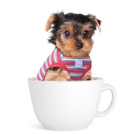 SZAT PRO Striped Teacup Pet Dog T-Shirts, 100% Cotton Tank Vest for Small Dogs and Cats, Sleeveless Puppy Clothes for Chihuahua Yorkie Red, 2X-Small