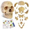 Didactic 15 Parts Anatomy Palm-Sized Human Medical Skull Model, Exploded