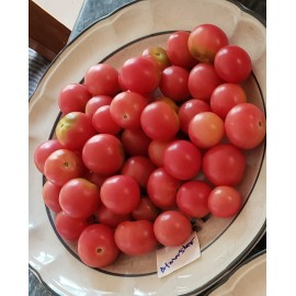 Rhiannons_garden_goodies Ditmarsher Micro Dwarf Tomato Seeds Organic 10 Count *Free Shipping*