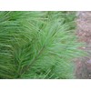 Valley View Ranch White Pine Needle / Medicinal Herb /