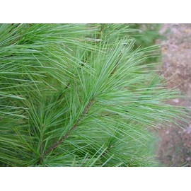 Valley View Ranch White Pine Needle / Medicinal Herb / 24 Tea Bags / grown in Minnesota