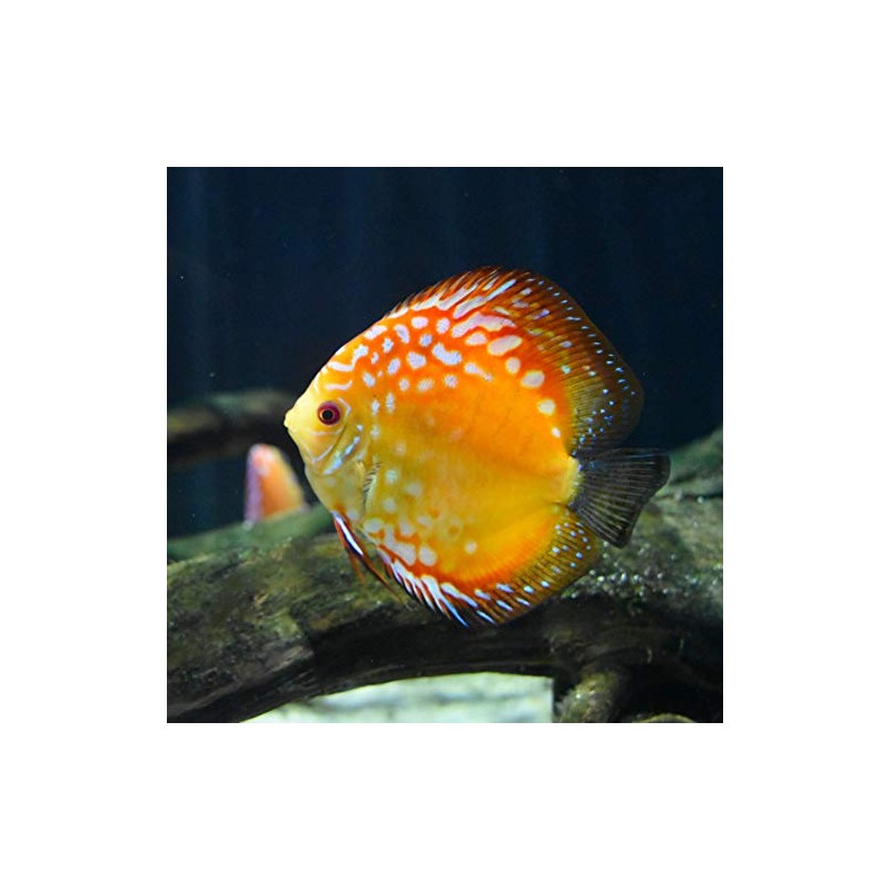 Seachem Acid Regulator 250gram