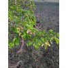 Ebenopisis Ebano Pods and Seeds 15 TEXAS EBONY Tree Seeds