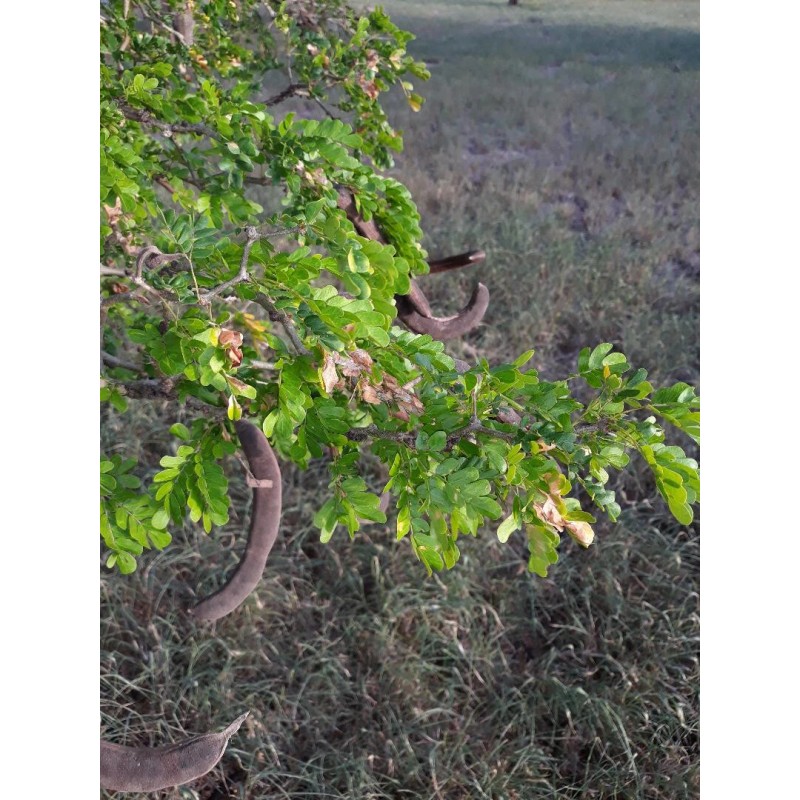Ebenopisis Ebano Pods and Seeds 15 TEXAS EBONY Tree Seeds