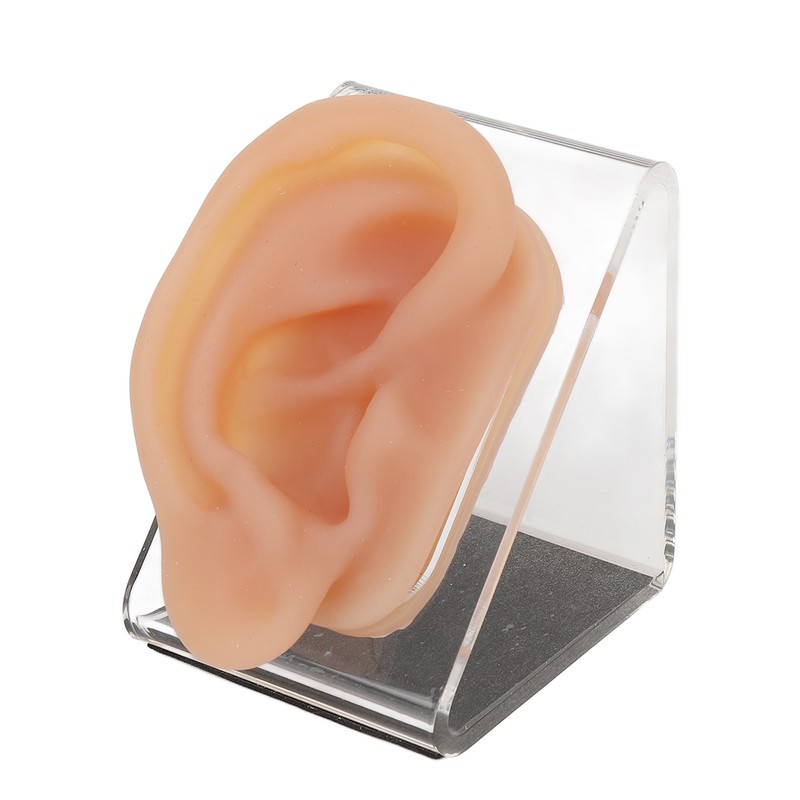 Silicone Ear Model Simulated Ear Model Acupuncture Practice Tool with