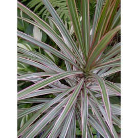 Gar-Zen Botanical Designs Madagascar Dragon Tree Silver TRI Color Popular Indoor Office Plant .