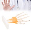 Human Hand Model Hand Joint Display Model for Patient Training