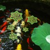 PEUTIER 5pcs Aquarium Floating Plant Rings, Foam Floating Plant Corral