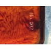 Speert Austrian Tortoiseshell Nail Brush Scrubbing Fingernail Nail Scrub Cleaner