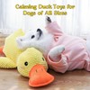 Easter Calming Duck Gift for Dogs, Large Calming Duck Toy
