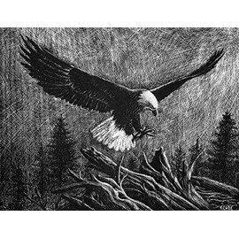 Lithograph print"Eagle" A pen and ink on scratchboard drawing of an American bald eagle in flight