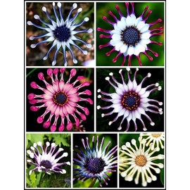 Rare Purple Reincarnation Daisy Flower 100 Seed for Planting