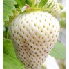 300+ White Alpine Strawberry Seeds: Heirloom, Sweet & Unique Wild