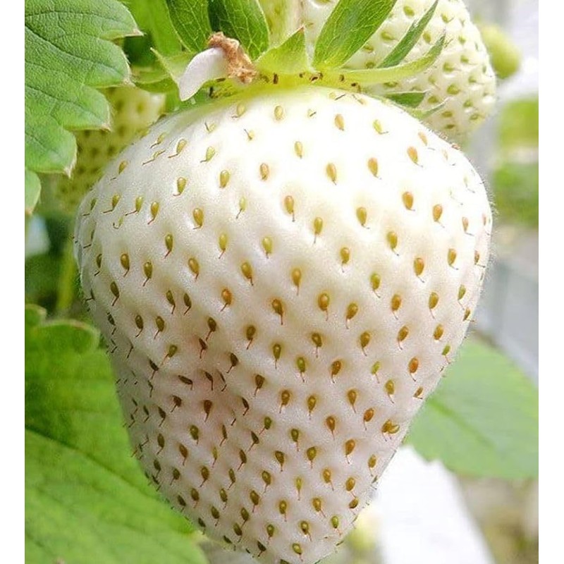 300+ White Alpine Strawberry Seeds: Heirloom, Sweet & Unique Wild