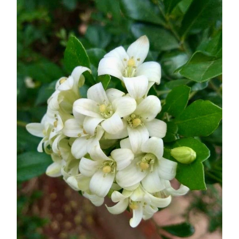 Home-Growth So fragrant Orange Jasmine, Murraya Paniculata - 10 Seeds