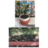 Copper Mesh,Pure Copper Wire Mesh, Hole and Gap Filler, Sturdy